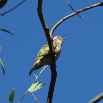 Chrysococcyx lucidus (Shining Bronze-Cuckoo) at Carwoola, NSW - 2 Mar 2019 by KumikoCallaway