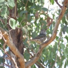 Chrysococcyx lucidus at Carwoola, NSW - 2 Mar 2019