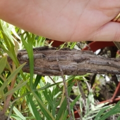 Psychidae (family) MATURE (Case Moth) at Bega, NSW - 28 Feb 2019 by Steff