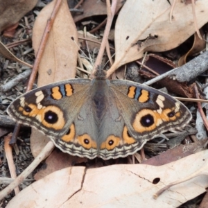 Junonia villida at Spence, ACT - 2 Mar 2019