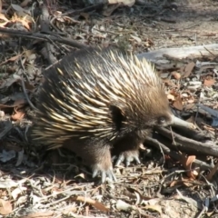 Tachyglossus aculeatus (Short-beaked Echidna) at Carwoola, NSW - 1 Mar 2019 by KumikoCallaway