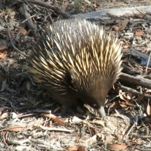 Tachyglossus aculeatus at Carwoola, NSW - 2 Mar 2019