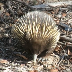 Tachyglossus aculeatus at Carwoola, NSW - 2 Mar 2019