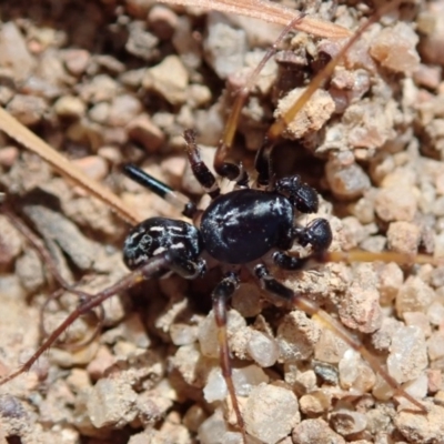 Zodariidae (family) (Unidentified Ant spider or Spotted ground spider) at Evatt, ACT - 1 Mar 2019 by Laserchemisty