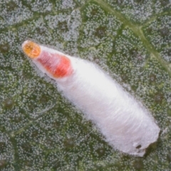 Pulvinaria sp. (genus) (Unidentified Pulvinaria scale insect) at Acton, ACT - 26 Feb 2019 by TimL