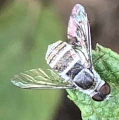 Villa sp. (genus) (Unidentified Villa bee fly) at Monash, ACT - 2 Mar 2019 by jackQ