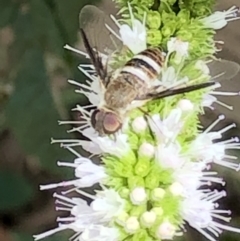 Villa sp. (genus) at Monash, ACT - 2 Mar 2019 04:24 PM