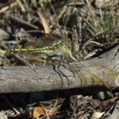 Orthetrum caledonicum (Blue Skimmer) at Carwoola, NSW - 2 Mar 2019 by KumikoCallaway