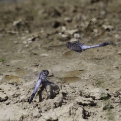 Orthetrum caledonicum (Blue Skimmer) at Mulligans Flat - 2 Mar 2019 by DPRees125