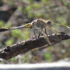 Orthetrum caledonicum (Blue Skimmer) at Carwoola, NSW - 2 Mar 2019 by KumikoCallaway