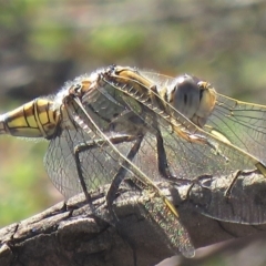 Orthetrum caledonicum at Carwoola, NSW - 2 Mar 2019 09:52 AM