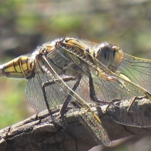 Orthetrum caledonicum at Carwoola, NSW - 2 Mar 2019