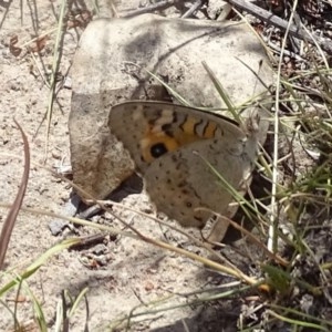 Junonia villida at O'Malley, ACT - 2 Mar 2019