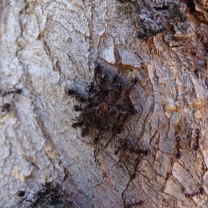 Papyrius nitidus at Symonston, ACT - suppressed