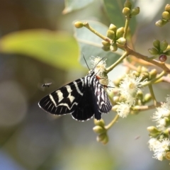 Comocrus behri (Mistletoe Day Moth) at ANBG - 1 Mar 2019 by Lindell