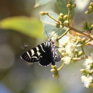 Comocrus behri at Acton, ACT - 1 Mar 2019 12:56 PM