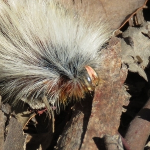 Anthela varia at Carwoola, NSW - 2 Mar 2019 10:09 AM