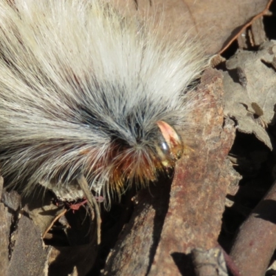 Anthela varia (Hairy Mary) at Stony Creek Nature Reserve - 1 Mar 2019 by KumikoCallaway