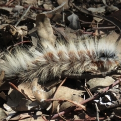 Anthela varia at Carwoola, NSW - 2 Mar 2019 10:09 AM