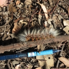 Anthela varia at Carwoola, NSW - 2 Mar 2019