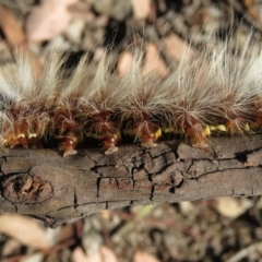 Anthela varia at Carwoola, NSW - 2 Mar 2019 10:09 AM