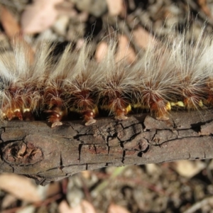 Anthela varia at Carwoola, NSW - 2 Mar 2019 10:09 AM