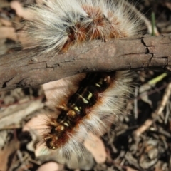 Anthela varia at Carwoola, NSW - 2 Mar 2019 10:09 AM