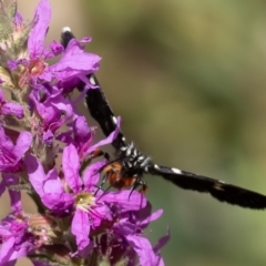 Phalaenoides tristifica (Willow-herb Day-moth) at Cotter River, ACT - 1 Mar 2019 by rawshorty