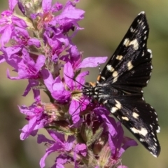 Phalaenoides tristifica at Cotter River, ACT - 2 Mar 2019