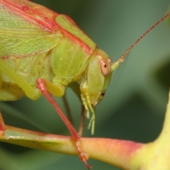 Caedicia simplex (Common Garden Katydid) at Hackett, ACT - 1 Mar 2019 by TimL