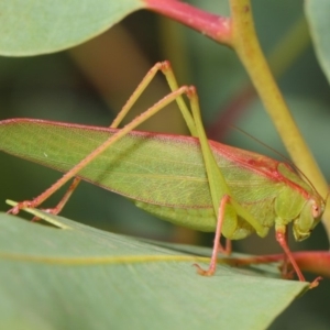 Caedicia simplex at Hackett, ACT - 1 Mar 2019 12:06 PM