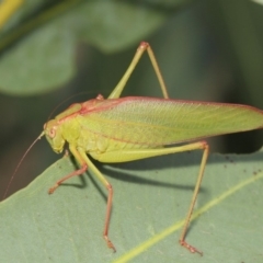 Caedicia simplex at Hackett, ACT - 1 Mar 2019 12:06 PM