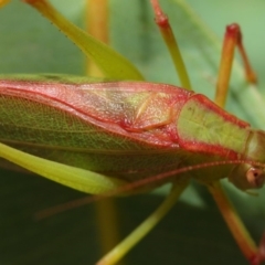 Caedicia simplex at Hackett, ACT - 1 Mar 2019 12:06 PM