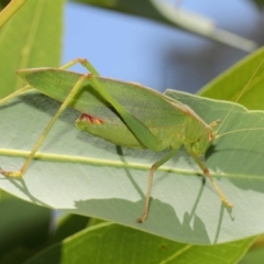 Caedicia simplex (Common Garden Katydid) at Hackett, ACT - 27 Feb 2019 by TimL