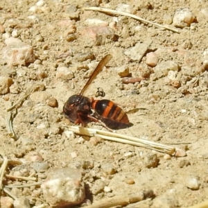 Eumeninae (subfamily) at Fyshwick, ACT - 1 Mar 2019 02:15 PM