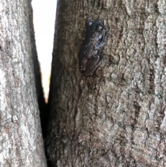 Litoria peronii (Peron's Tree Frog, Emerald Spotted Tree Frog) at Bega, NSW - 16 Oct 2018 by JackieLambert