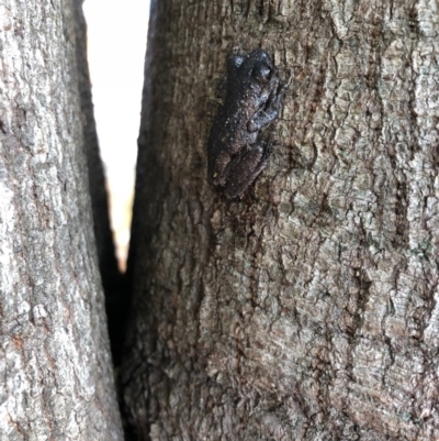 Litoria peronii (Peron's Tree Frog, Emerald Spotted Tree Frog) at Bega, NSW - 16 Oct 2018 by JackieLambert