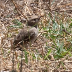 Certhionyx variegatus (Pied Honeyeater) at Tharwa, ACT - 10 Feb 2019 by rawshorty