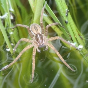 Dolomedes sp. (genus) at Spence, ACT - 2 Mar 2019