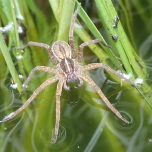 Dolomedes (genus) at Spence, ACT - 2 Mar 2019 03:39 PM