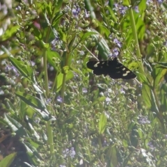 Phalaenoides tristifica (Willow-herb Day-moth) at Forde, ACT - 2 Mar 2019 by SandraH