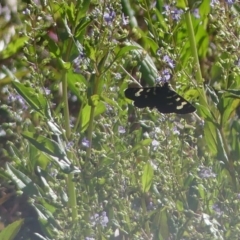 Phalaenoides tristifica (Willow-herb Day-moth) at Forde, ACT - 1 Mar 2019 by SandraH