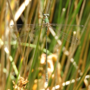 Synlestes weyersii at Cotter River, ACT - 24 Feb 2019