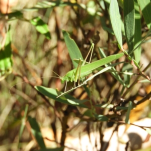 Polichne sp. (genus) at Cotter River, ACT - 24 Feb 2019