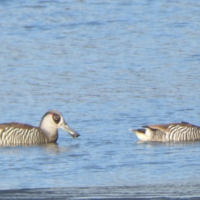 Malacorhynchus membranaceus (Pink-eared Duck) at Bega, NSW - 19 Sep 2018 by Jackie Lambert