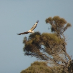 Haliaeetus leucogaster (White-bellied Sea-Eagle) at Bermagui, NSW - 28 Jul 2018 by JackieLambert