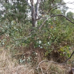 Rosa sp. at Watson, ACT - 28 Feb 2019 10:48 AM
