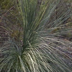 Xanthorrhoea glauca subsp. angustifolia at Wee Jasper, NSW - 2 Mar 2019