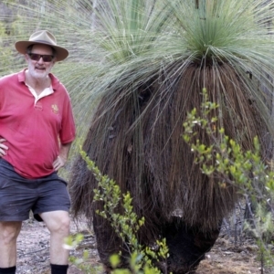 Xanthorrhoea glauca subsp. angustifolia at Wee Jasper, NSW - 2 Mar 2019