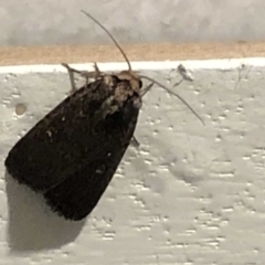 Proteuxoa provisional species 2 at Monash, ACT - 2 Mar 2019 10:35 PM